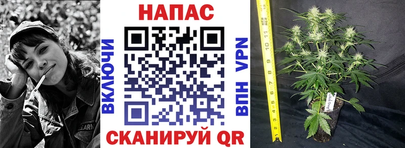 mega онион  Бодайбо  Канабис сатива 